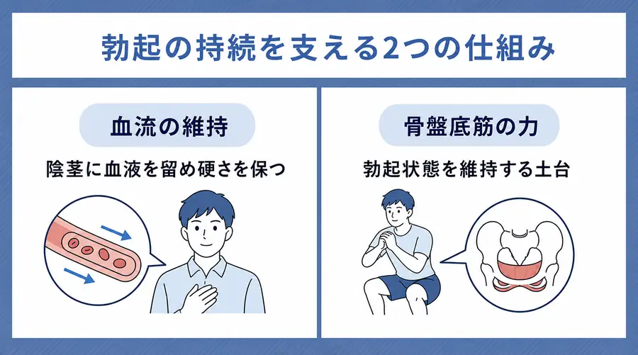 勃起の持続を支える2つの仕組み